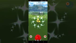 Shiny Bellsprout in Pokémon GO Community Day. #shiny #shinypokemon #pokemongo #pokemon #communityday