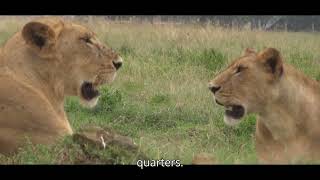 African buffalos, Lionesses and  two horned Rhinos in Lake Nakuru, Kenya