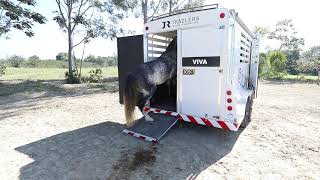 Trabalho de Embarque de Cavalo Interno no Trailer