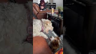 Dachshund  #miniaturedachshund teases Wire Fox Terrier Incessantly