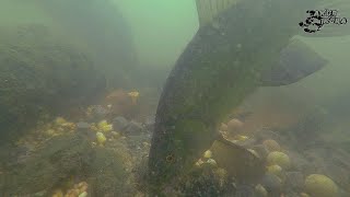 Tench, carp and bream underwater