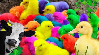 bebek lucu,ayam warna warni