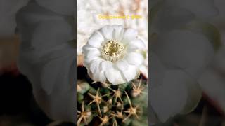 🌵 🌼 Цветение кактуса Гимнокалициум Дамса, Gymnocalycium damsii.