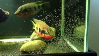 Hemichromis Fasciatus free swimming fry July 2013