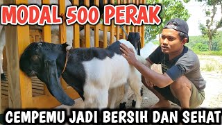 MODAL 500 PERAK CEMPEMU BISA BERSIH,PUTIH DAN SEHAT‼️