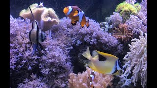 Vastocean Top 10 Beginner Saltwater Fish