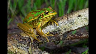 Green and Golden Bell Frog