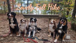 Lovely Fall Hike with 5 dogs!