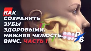 Как сохранить зубы здоровыми. Нижняя челюсть. ВНЧС. Часть 1