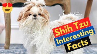 9 Fluffy Facts About the Shih Tzu dogs | Shih Tzu Interesting Facts |