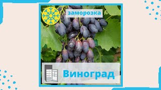 Виноград заморозка