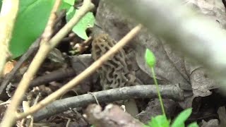 Minnows and Morels