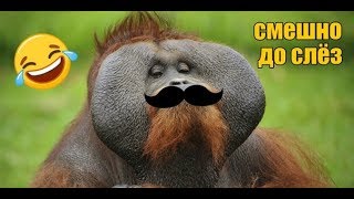 ДО СЛЁЗ СМЕШНЫЕ ПРИКОЛЫ 2018/ПРИКОЛЫ ПРО ЖИВОТНЫX 2018/СМЕШНЫЕ ПРИКОЛЫ С ЖИВОТНЫМИ 2018