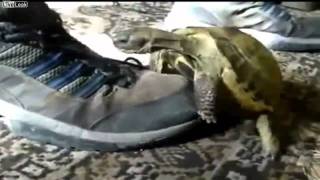 La tortue et la chaussure - A tartaruga e o sapato