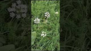 White flowers # shorts # Белые цветы