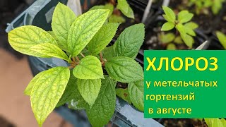 📢Проблемы с молодыми саженцами метельчатых гортензий/‼️‼️‼️ХЛОРОЗ нагрянул - лечу!