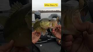 HOW DID THIS BASS MISS MY SPINNERBAIT! ONLY TO CHOKE IT! #viral #fishing #bassfishing #bigbassenergy