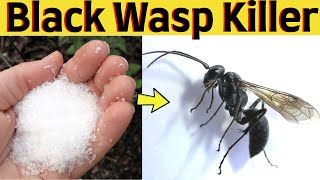 How to get rid of great black wasp nest - kill great black wasp