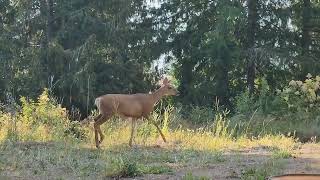 Morning activity at the campsite.