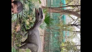 CHHATBIR ZOO (JURASSIC PARK)18 March 2024