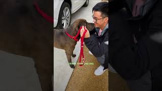 Security Camera Catches Stray Dog On Woman's Doorstep