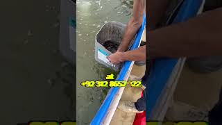 3500 Seed Stocking in 130000 Liters Biofloc Tank #biofloc_fish_farming #assammakfarm