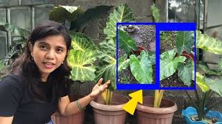 Paano ma-revive ang reverted Golden Alocasia | Paano ma-maintain ang variegation | Care Tips