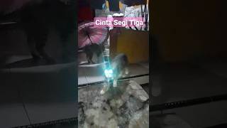 #Kucing#CintaSegitiga#RitaSugiarto#Tak Mau Diam, Padahal Sudah Malam