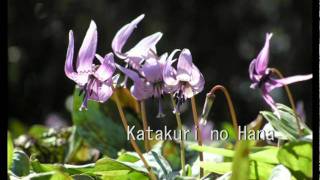 カタクリの花(Katakuri no Hana)ーCurtis Patterson&Bruce Huebner