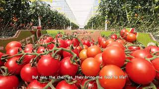 So Sweet Cherry Tomato's From Intergrow