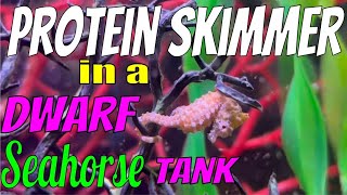 Protein Skimmer for a Dwarf Seahorse Tank?