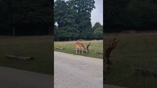 Walking with Deer@#Knole Deer park in Sevenoaks #knoleDeerPark #nationaltrust #deerpark