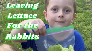 We had to give the rabbits some lettuce.