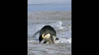 Oh no | funny animals | funny penguin