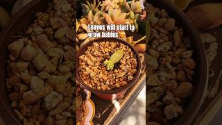 Easy succulent tips for beginners #music #bobmarley #succulentsforbeginners