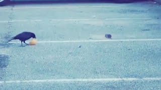 #shorts | CROW(Bird) SHARE FOOD to a HUNGRY RAT..