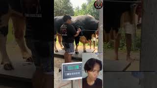 timbang sapi beratnya sampai 1 ton up #sapi #duniahewan #viralshorts #fypシ゚viral #reaction