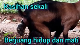 kasihan sekali kambing kesakitan mau lahiran