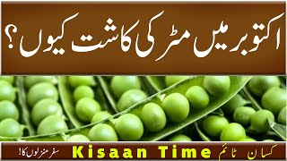 Matar ki kasht matar ki kasht ka time matar ki kasht ka tarika مٹر کی کاشت Kisaan time کسان ٹائم