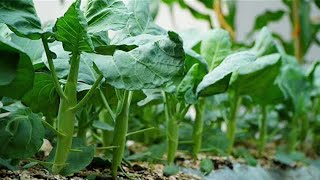 The Life Cycle of Chinese Kale | Modern Agricultural Cultivation and Harvest of White Flower Cabbage