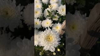 chrysanthemum flowers |chandramallika 🌼🌼😍... #shorts #flowers #agriculture