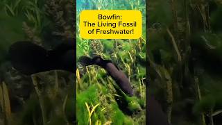 Bowfin: The Living Fossil of Freshwater! AquaVerse #bowfin #amiacalva #shorts