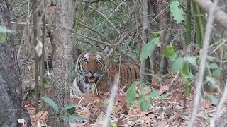 Mother of 3 cubs take a break after hunting at Bandhavgarh-May 2024