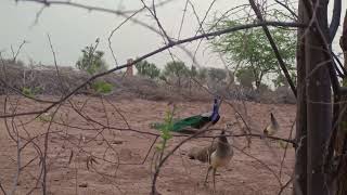 मोर का बहुत सुंदर नृत्य , peacock🦚🦚 very beautiful dance video my new vlog👌👌