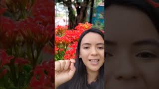 LA MAGIA DE LAS PLANTAS Y ANIMALES | COLIBRÍ | KALANCHOE | COMEDEROS PARA COLIBRÍES |