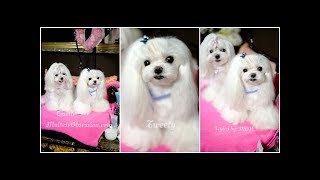 GROOMING:  Korean Spicy Seoul for Cosette ~~ Korean Style Cut Groom ~ Asian Cut ~ How to Trim Face