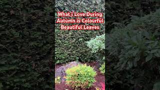 US AUTUMN GARDEN