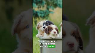 Training Your Australian Shepherd Puppy