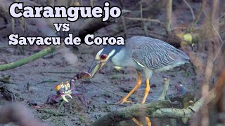 Caranguejo vs Savacu-de-Coroa