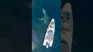 Whale rolls around boat 🐋